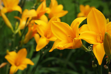 Bright orange lilies on blurred green background