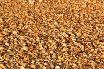 Background from shells. Beautiful summer background. Sea