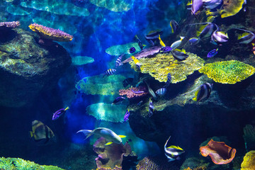 Fototapeta na wymiar beautiful fish under water