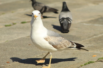 Seagull possing for the phto