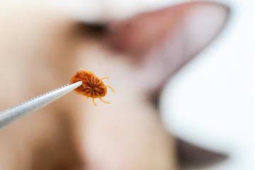 Tick in the cat and dog