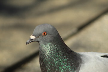 Street pigeon in the city of Pontevedra