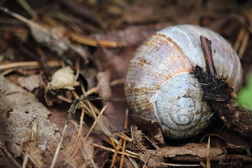 White and brown snail shell in brown dry fallen leaves