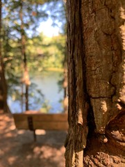 Fototapeta premium tree in the park