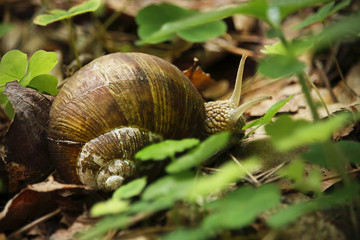 Brown snail in brown dry fallen leaves and green grass