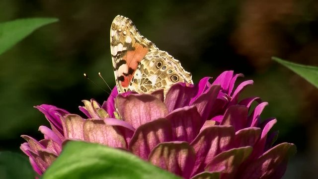 Ein Distelfalter (Schmetterling) genie&szlig;t den B&uuml;tennektar einer lila Zinnie