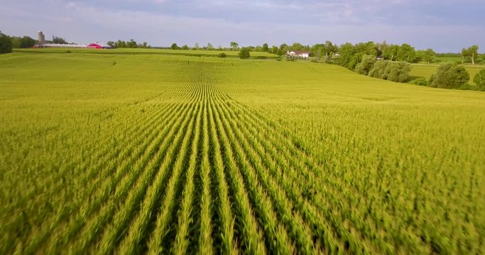 Low aerial flying over a large corn field