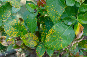 Rust fungus, caused by Phragmidium fungus affectes rose leaves. Close up.