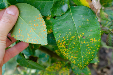 Fototapeta na wymiar Rust fungus, caused by Phragmidium fungus affectes rose leaves. Close up.