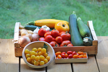 Récolte légumes d'été bio, plateau de légumes : tomages, courgettes, oignons...
