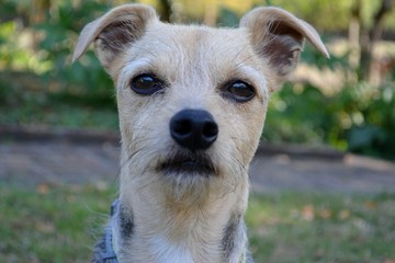 Portrait d'un petit chien terrier