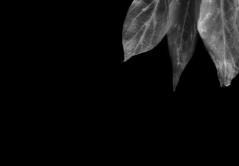 Gray negative autumn leaves on blank black background