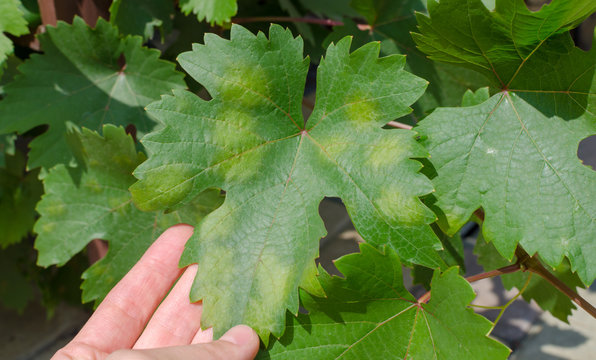 Close-up of vine grape leaf affected by Downy Mildew (Plasmopara vitikola)