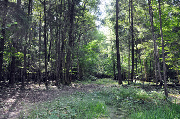 Fototapeta premium very beautiful landscape of coniferous summer forest.