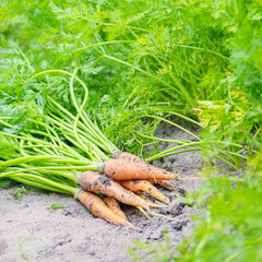 Just picked carrots on the garden soil closeup view