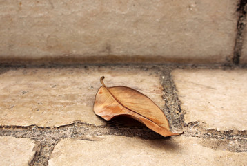 Fototapeta na wymiar Brown dry autumn leaf on brick tiled road background