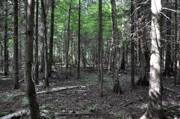 very beautiful landscape of coniferous summer forest.