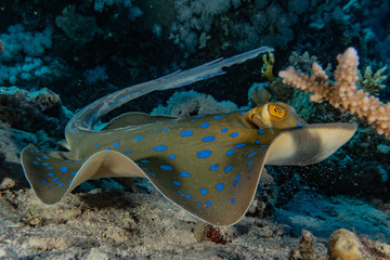 Blue spotted stingray On the seabed  in the Red Sea