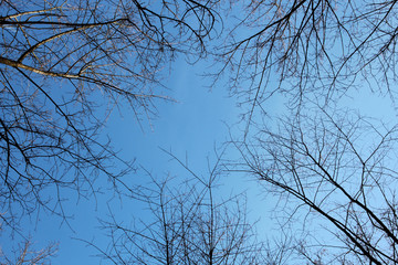 Frame of black tree branches on blue sky background