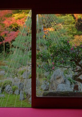 滋賀県米原市にある青岸寺庭園の紅葉と雪吊りの風景