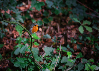 Rotkehlchen auf einem Ast