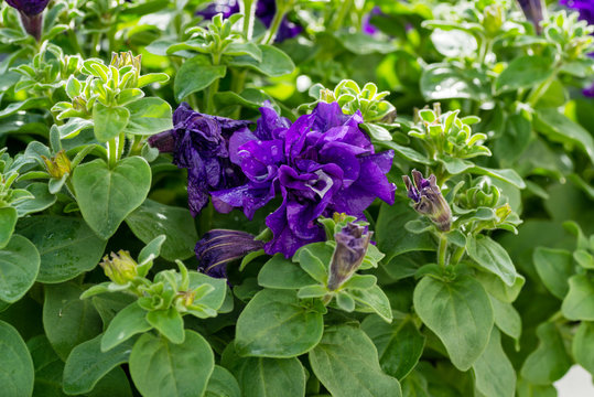single purple petunia isolated on green background