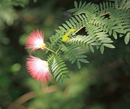 Feuilles et fleurs de l'arbre à soie