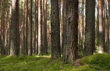 Pine forest in the sunny summer day.