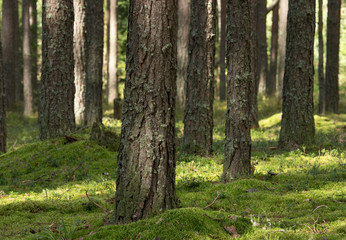 Pine forest in the sunny summer day.