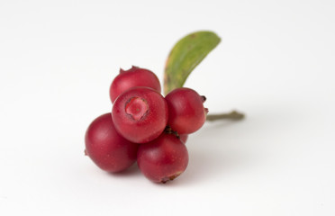 Red ripe lingonberry with leaves on white.