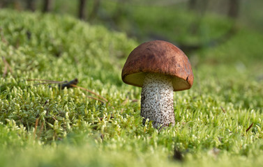 Edible mushroom growing on moss on a sunny day.