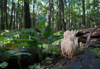 Rare mushrooms growing on a mossy tree.