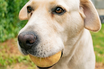 Labrador light color holds an Apple in his teeth
