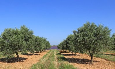 Chemin de la campagne du Lubéron