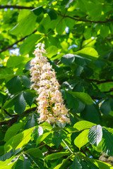 Chestnut flowers, spring tree flowers