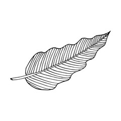 Philodendron leaf. Line art doodle sketch. Black outline on white background. Picture can be used in greeting cards, posters, flyers, banners, logo, botanical design etc. Vector illustration. EPS10
