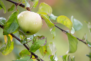 Apples on a branch.  Raindrops on apples. New crop. Blurred autumn day background.