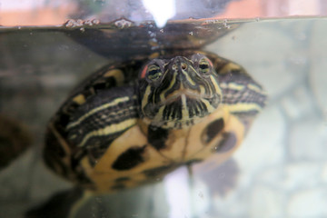 wasserschildkröte gesicht schwimmend rotwangenschmuckschildkröte