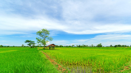 Fototapeta na wymiar hut in green rice field