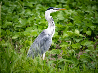 gray heron in a field in Saga Prefecture 2