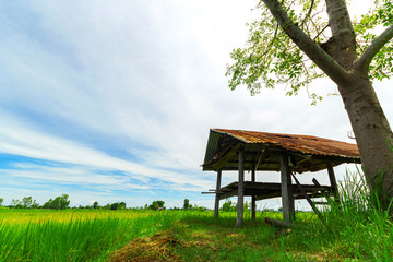Obraz na płótnie Canvas hut in green rice field