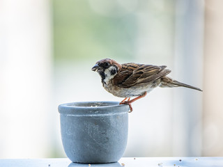 passer montanus tree sparrow on a pot of birdseed 3