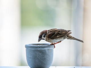 passer montanus tree sparrow on a pot of birdseed 4