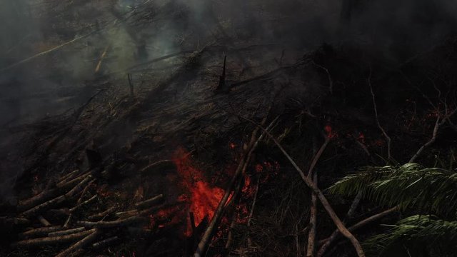 Burning foliage and logs in the Amazon rainforest
