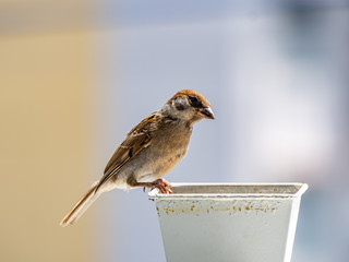 passer montanus tree sparrow on a pot of birdseed 7