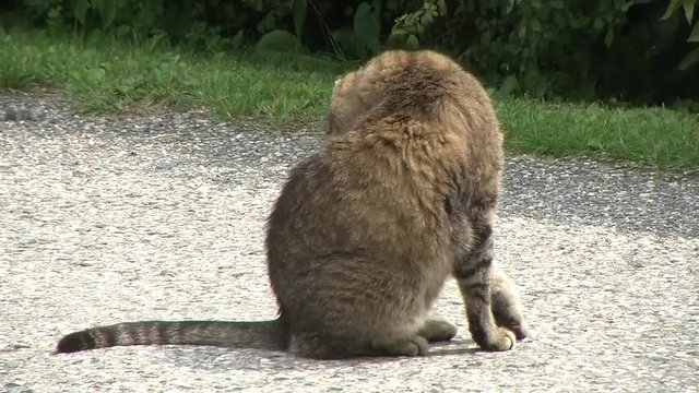 Der graue Kater "Tiger" putzt sein Fell