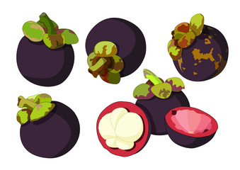 Mangosteen half ball To eat Beautiful color on white background  illustration vector