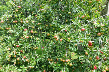 Lots of red apples on an apple tree