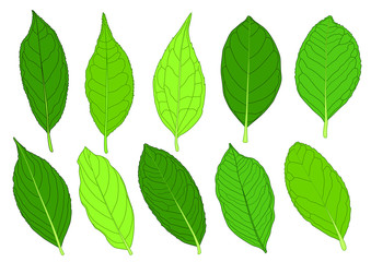 Green Leaves fresh abstract isolated on white background illustration vector