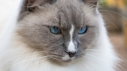 Cat Ragdoll With White And Black Nose And Blue Eyes